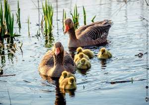 Frosch, Biber und Libelle. Tiere am Wasser. Kamishibai Bildkarten und Memo-Spiel de Monika Lehner