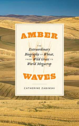 Amber Waves: The Extraordinary Biography of Wheat, from Wild Grass to World Megacrop de Catherine Zabinski