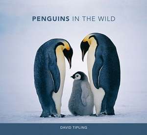 Penguins in the Wild de David Tipling