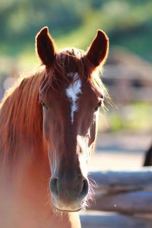 Kid's Equine Photography Book de Jordan Wunderlich