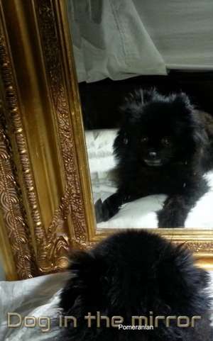 Dog in the Mirror Pomeranian de Michael Huhn