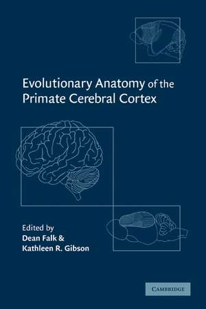 Evolutionary Anatomy of the Primate Cerebral Cortex de Dean Falk