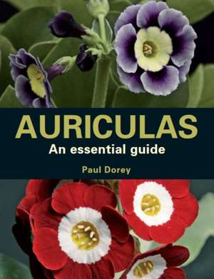 Auriculas de Paul Dorey