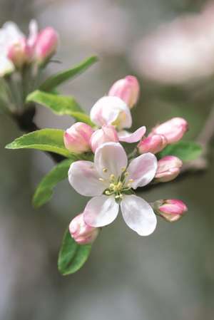 Apple Blossom de Peony Press