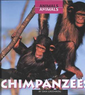 Chimpanzees de Daniel A. Greenberg