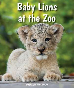 Baby Lions at the Zoo de Eustacia Moldovo