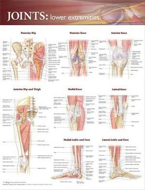 Joints of the Lower Extremities Anatomical Chart de Anatomical Chart Company