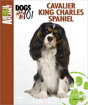 Cavalier King Charles Spaniel de Laura Lang