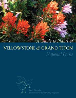 A Guide to Plants of Yellowstone and Grand Teton National Parks de Ray S Vizgirdas