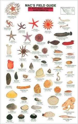 Northeast Coastal Invertebrates de Craig MacGowan