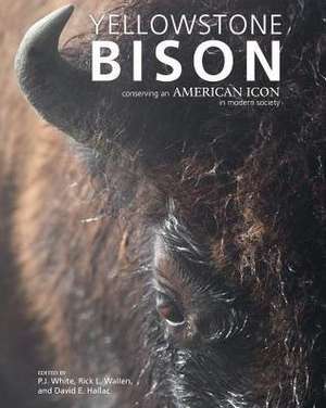 Yellowstone Bison: Conserving an American Icon in Modern Society de P J White 