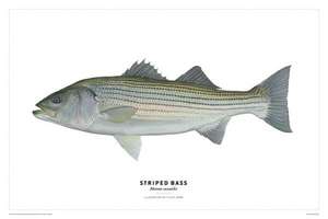 Striped Bass Poster de Flick Ford