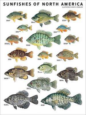 Sunfishes of North America de Joseph R. Tomelleri