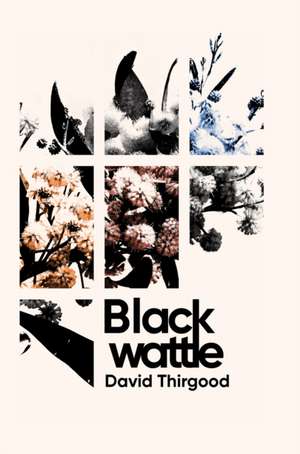 Blackwattle de David Thirgood