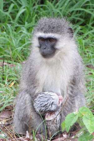 Mandi Monkey and Other Stories de Justin Kruger-Park