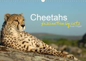 Cheetahs fascinating big cats (Wall Calendar 2020 DIN A3 Landscape) de Axel Hilger