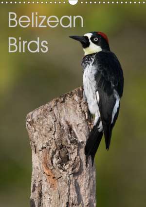 Belizean Birds (Wall Calendar 2020 DIN A3 Portrait) de Ray Wilson