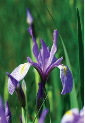 Wild Blue Iris Journal de Jordan Wunderlich