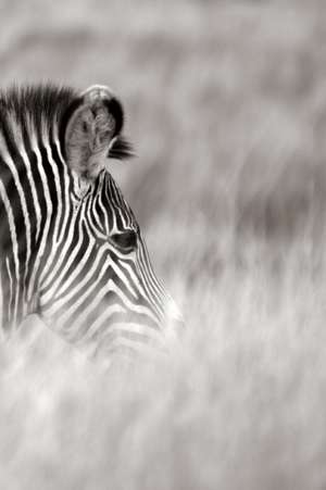 Alive! Zebra Stripes - Black and White - Photo Art Notebooks (6 X 9 Series) de Eva-Lotta Jansson