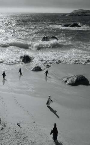 Alive! Little Penguin Friends - Black and White - Photo Art Notebooks (5 X 8 Series) de Eva-Lotta Jansson