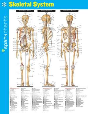 Skeletal System Sparkcharts de Sparknotes