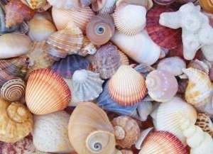 All the Shells 1000-Piece Jigsaw Puzzle de Peter Pauper Press Inc