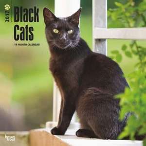 Black Cats 2017 Square: The Magnificent Northern Lights 2017 Square de Inc Browntrout Publishers