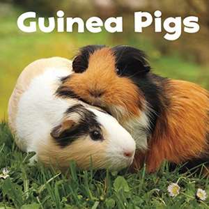 Guinea Pigs de Lisa J. Amstutz