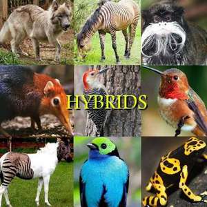 Hybrids de Naira R. Matevosyan