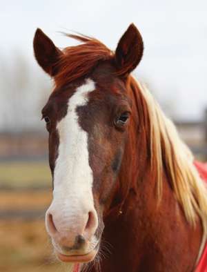 Kids Large Leftie Horse Journal de Jordan Wunderlich