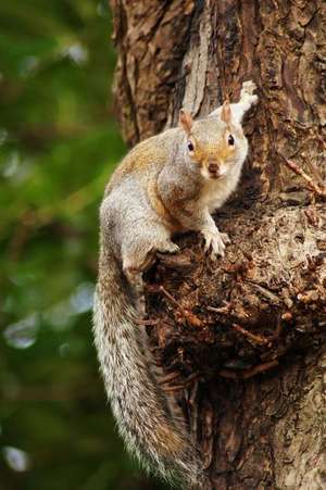 Adorable Gray Squirrel on a Tree Journal de Press, Benton