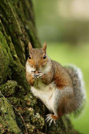 Gray Squirrel (Scirus Carolinensis) Animal Journal de Press, Benton