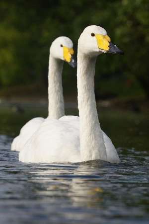 Whooper Swans (Cygnus Cygnus) Journal de Cs Creations