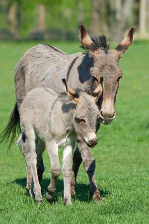 Adorable Mama and Baby Donkey Journal de Cs Creations