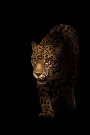 Cool Jaguar (Pantera Onca) in the Dark Journal de Cs Creations