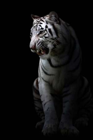 White Bengal Tiger in the Dark Journal de Cs Creations