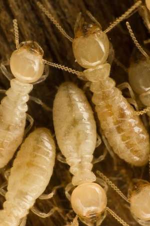 Carpenter Subterranean Termites on Wood Journal de Cool Image