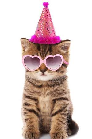 Party Kitten with a Pink Party Hat and Pink Sunglasses Journal de Cs Creations