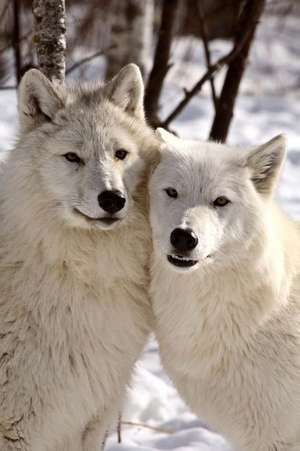 Two White Arctic Wolves in Winter Journal de Cs Creations