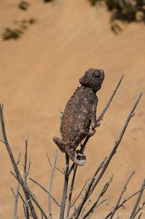 Namaqua Chameleon (Camaeleo Namaquensis) in Namib Desert Journal de Cool Image