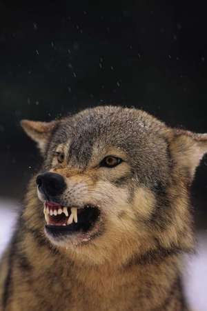 This Gray Wolf Is Pissed Journal de Cool Image