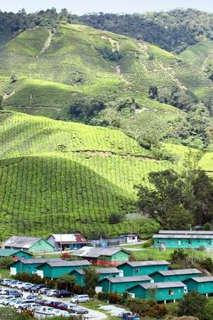 Village at Sungai Palas Tea Plantation Cameron Highlands Malaysia Journal de Cs Creations