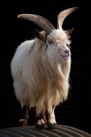 A Long-Haired Billy Goat Standing on a Corrugated Roof in England Journal de Cs Creations