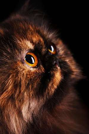 Persian Cat in Turtle Colors Journal de Cool Image