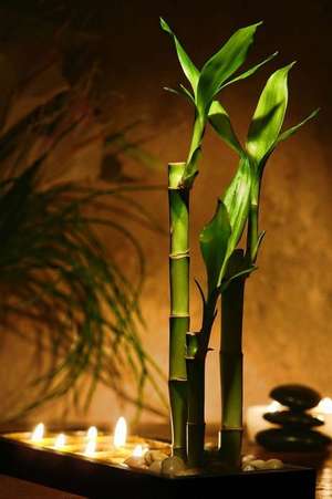 Lucky Bamboo Plant and Candles Meditation Journal de Cs Creations