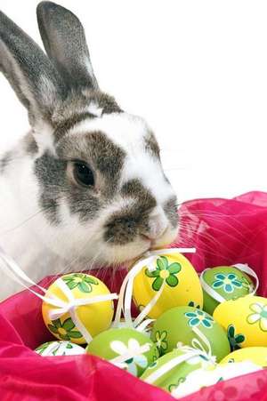 A Cute Bunny Rabbit Checking Out the Colored Eggs in the Easter Basket Journal de Cs Creations