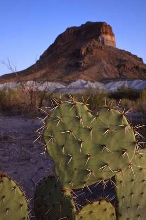 Heart Shaped Cactus and Castelon Peak Big Bend National Park Texas USA Journal de Cs Creations