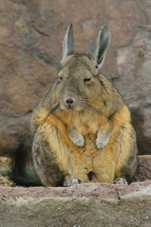 A Snoozing South American Viscacha Animal Journal de Cs Creations