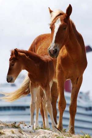 A Mother Horse and Her Baby Foal Grand Turk Island Turks & Caicos Journal de Cs Creations