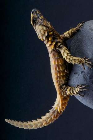 Armadillo Lizard (Cordylus Cataphractus) Journal de Cool Image